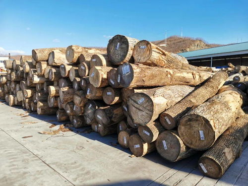 进口木材落地加工 成为 中国木业之都 绥芬河支柱产业
